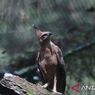 Menhut Raja Juli Lepas Liarkan Elang Jawa di Hutan Kamojang