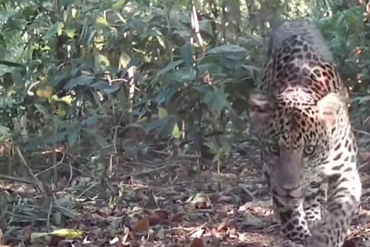 Alasan Petani Pekalongan Pasang Kamera Trap untuk Identifikasi Macan: Awalnya Dengar Raungan Tiap Malam