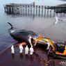 BERITA FOTO Upaya Evakuasi Bangkai Paus Jumbo yang Terdampar di Perairan Banyuwangi