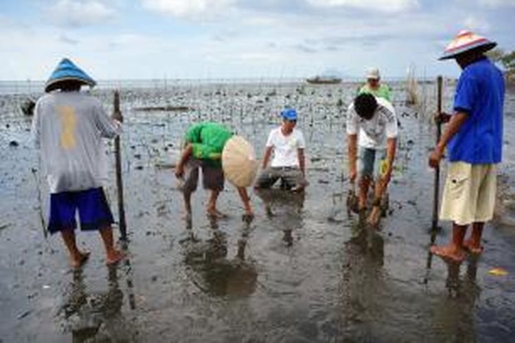 Warga sedang menanam bibit bakau saat Coral Triangle Day digelar di Desa Arakan, Kabupaten Minahasa Selatan, Sulut, 9 Juni 2015.