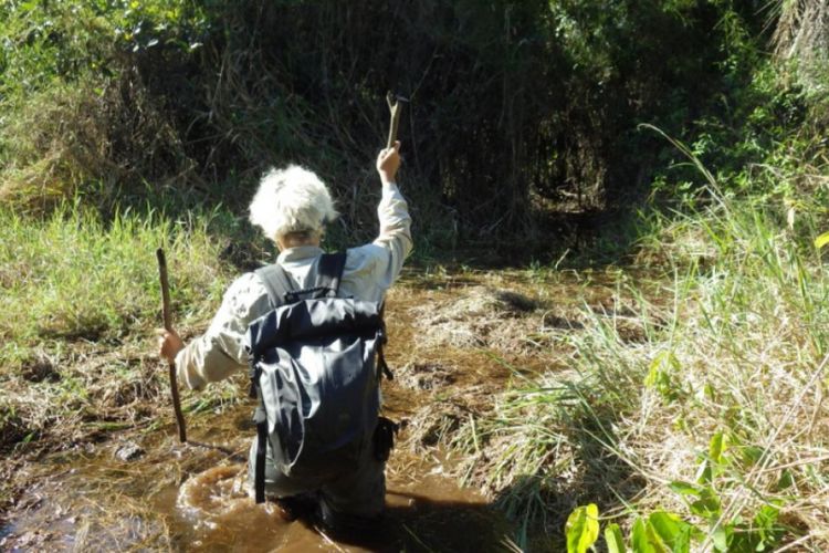 Awalnya, tim peneliti melakukan pemeriksaan terhadap arang, serbuk sari dan tanaman yang tersisa dari tanah di situs arkeologi sebelah timur Brasil dan sedimen tanah dari danau terdekat untuk menelusuri sejarah vegetasi dan kebakaran di daerah tersebut.