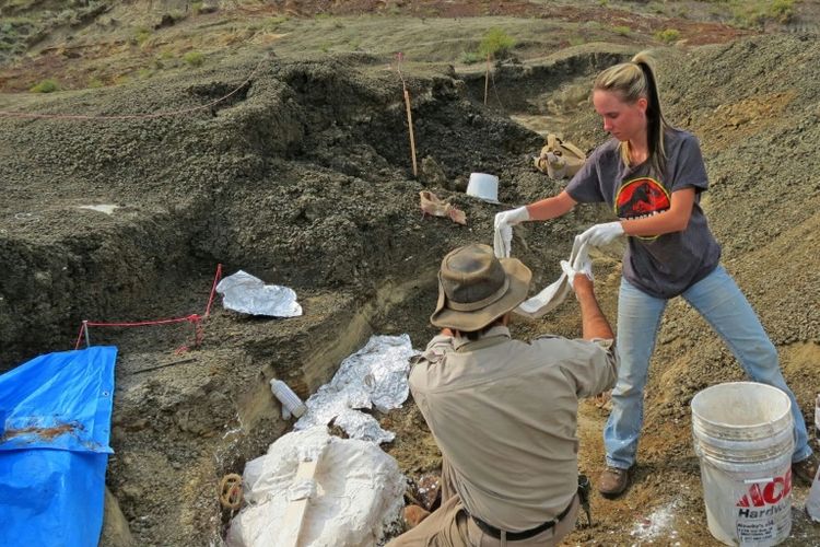 Robert DePalma (kiri) dan asisten lapangan Kylie Ruble menggali bangkai fosil dari deposit Tanis.