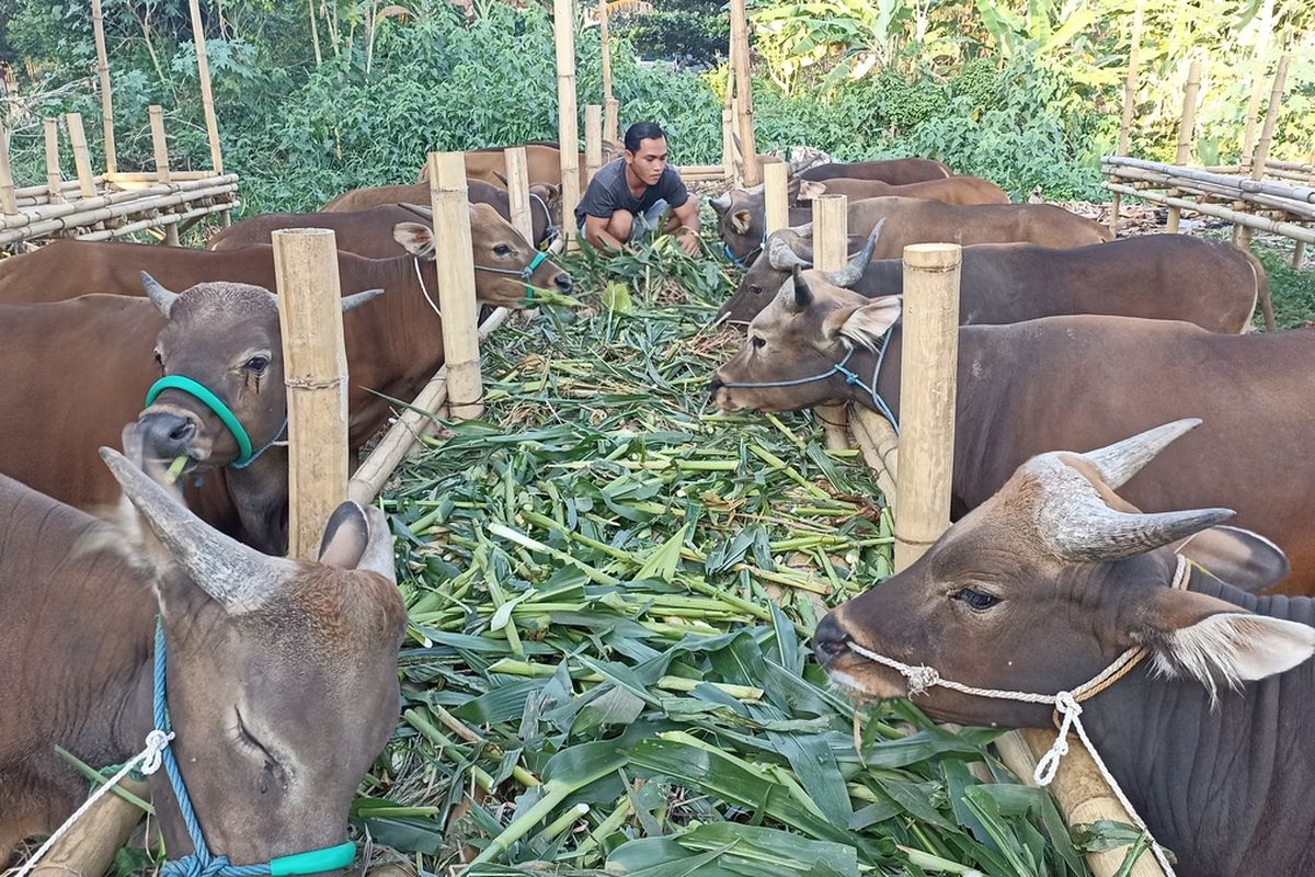 Penjual hewan kurban sapi di Mataram