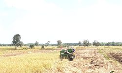 Kembangkan Food Estate, Kementan Garap 30.000 Hektar Lahan di Kalteng