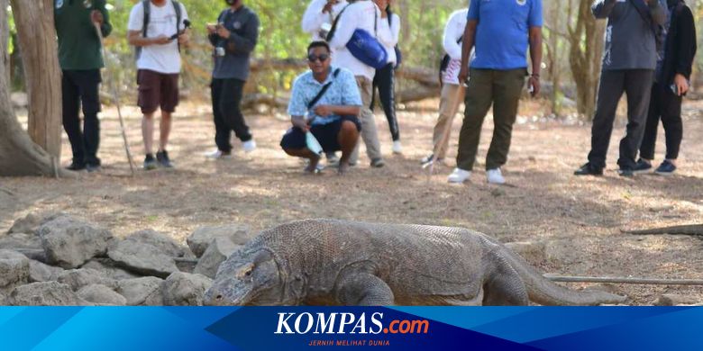 Selamat Datang Jurassic Park di Pulau Rinca - Kompas.com - Kompas.com