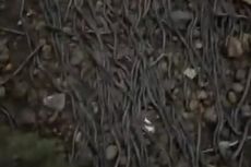 Viral Video Ribuan Cacing Keluar dari Tanah, Seorang Ibu Kebingungan Mau Lewat