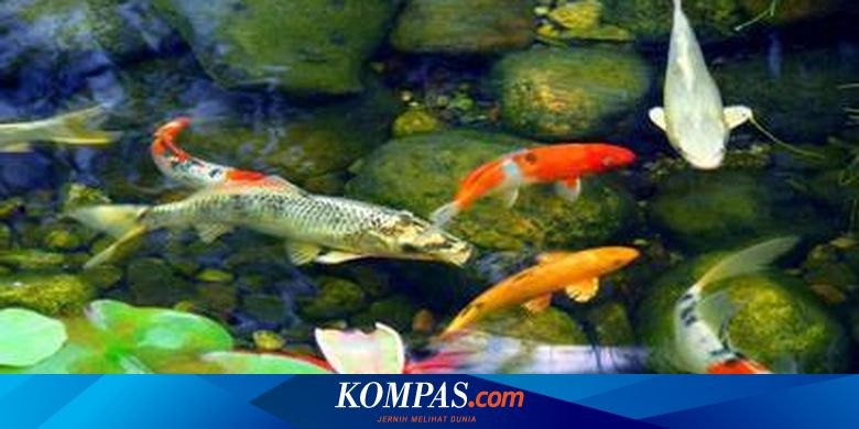 Salah Kuras Warna Air Kolam Koi Berubah Hijau