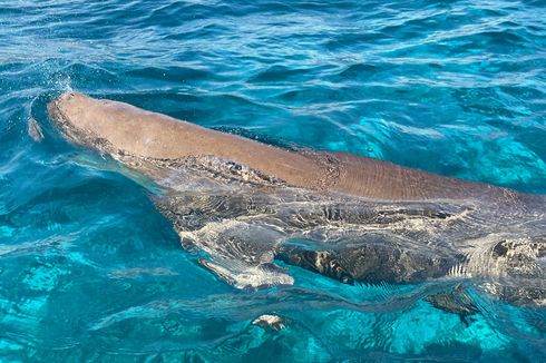 Menyapa Mawar, Dugong Jantan Penghuni Selat Pantar Alor NTT