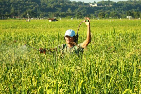 800 Milenial Jadi Petani di Padang