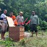 25 Ekor Burung Nuri Maluku Dilepasliarkan di Habitatnya di Gunung Masbait