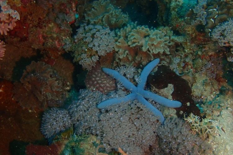 Keindahan Bawah Laut Kepulauan Seribu, DKI Jakarta.