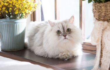Betulkah Kucing Memiliki Sembilan Nyawa?