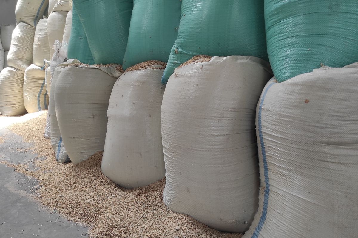  Sejumlah gabah kering menumpuk di gudang salah satu penggilingan padi di Kabupaten Demak. (KOMPAS.COM/NUR ZAIDI) 