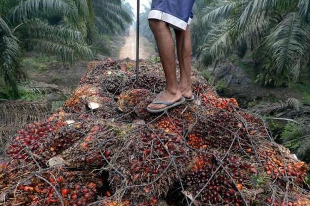 Seorang pekerja berdiri di atas tumpukan kelapa sawit di atas truk di daerah perkebunan kelapa sawit di Pelalawan, Riau, 16 September 2015.