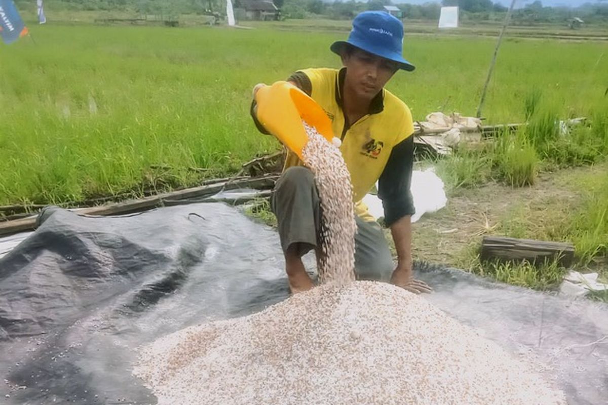 Hadi Sugianto, 45 tahun, asal Kalimantan Timur, petani binaan program Agrosolution PT Pupuk Kaltim.