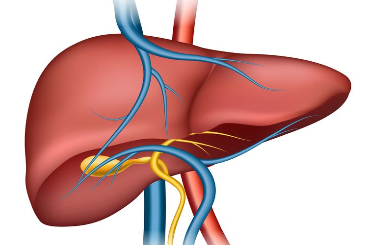 Organ pada hewan yang berfungsi untuk menyaring darah dan menghasilkan urine adalah