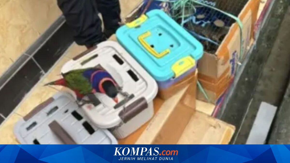 15 Satwa Asal Papua Ditemukan dalam Kapal di Ambon, Diduga Diangkut Tanpa Izin