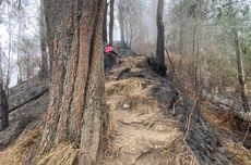 Kebakaran Hutan Gunung Agung Meluas hingga 145 Hektar, BPBD Rancang Hujan Buatan