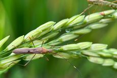 502 Hektar Sawah di Manggarai Barat Diserang Hama Belalang Kembara