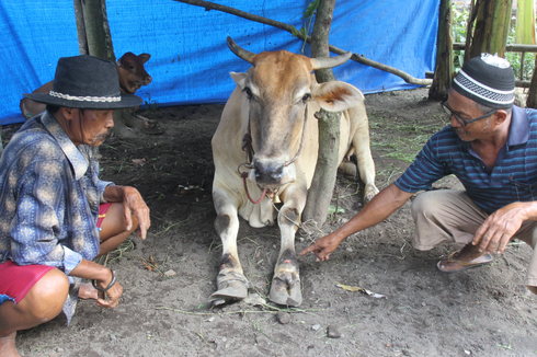 Nestapa Peternak di Lumajang, Pilih Jual Sapi dengan Harga Murah Imbas Wabah PMK