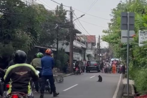 Seekor Kera Berkeliaran di Jalan Jati Padang Pasar Minggu, Sempat Serang Pemotor