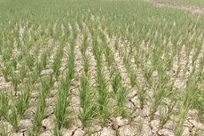 Terdampak Kekeringan, Ratusan Petak Sawah di Lampung Terancam Gagal Panen