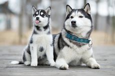 Amankah Memelihara Anjing Siberian Husky di Rumah dengan Anak-anak?