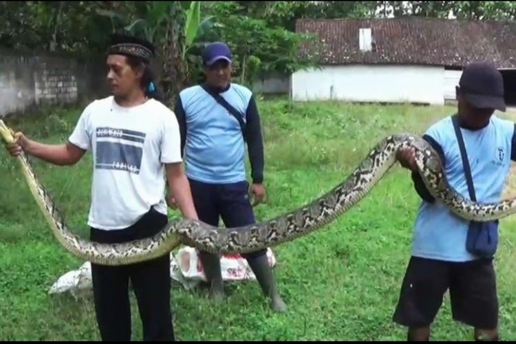 Ayam Kerap Hilang, Ternyata Ada Ular Piton 4 Meter di Dalam Gudang Tua
