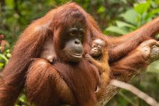 Ancaman Virus Corona Bagi Kehidupan Orangutan di Indonesia