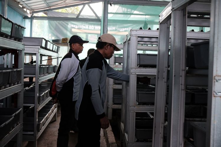 Warga Bandung tengah mengecek pengembangan maggot di wilayahnya. 