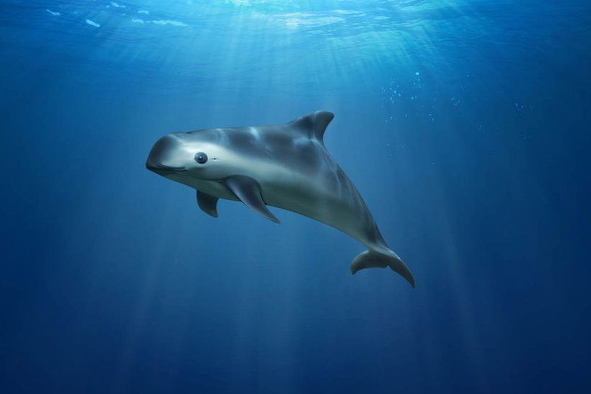 Ilustasi vaquita 
