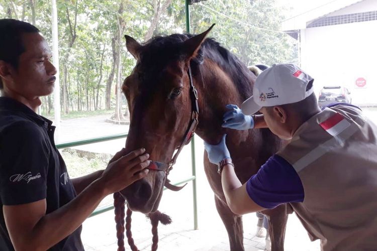 Kuda yang sedang dalam perawatan media, di Arthayasa Stable and Country Club, Jumat (3/8/2018).