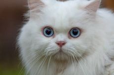 Rasa Gemas Manusia pada Wajah Imut Mengubah Evolusi Kucing dan Anjing