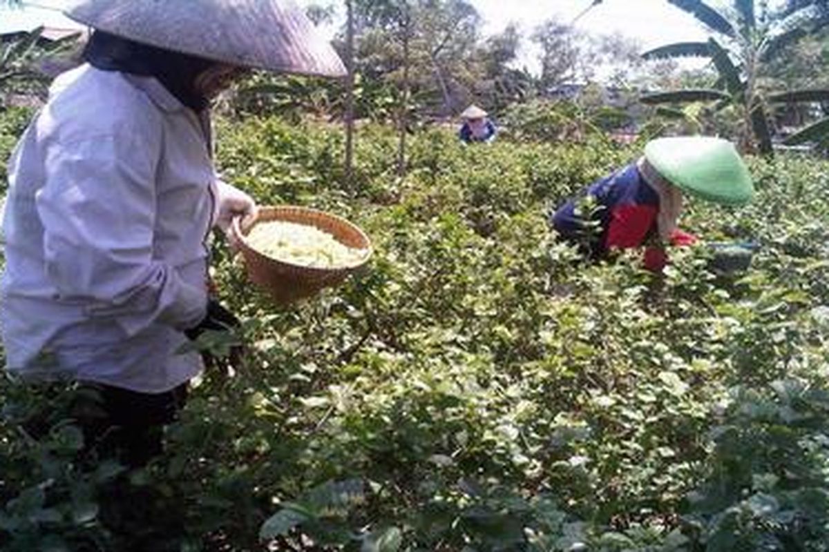 Petani Melati di Kabupaten Tegal