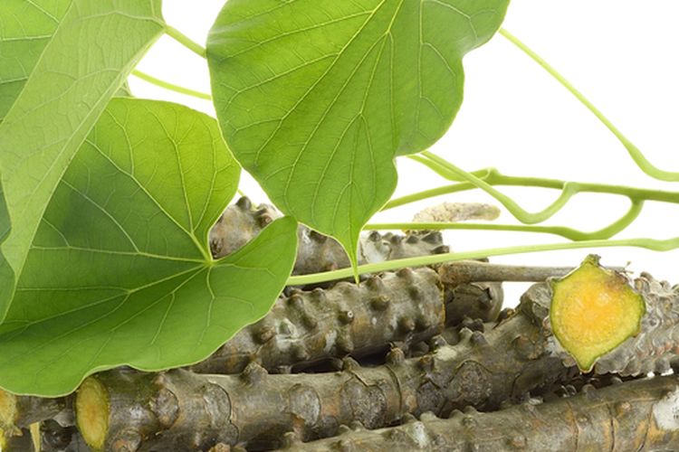 Ilustrasi batang dan daun brotowali.