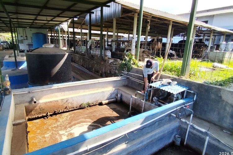 Dari Kotoran Sapi Menjadi Energi, Kisah Koperasi Kuningan Bangkit hingga Raup Omzet Rp 120 Miliar