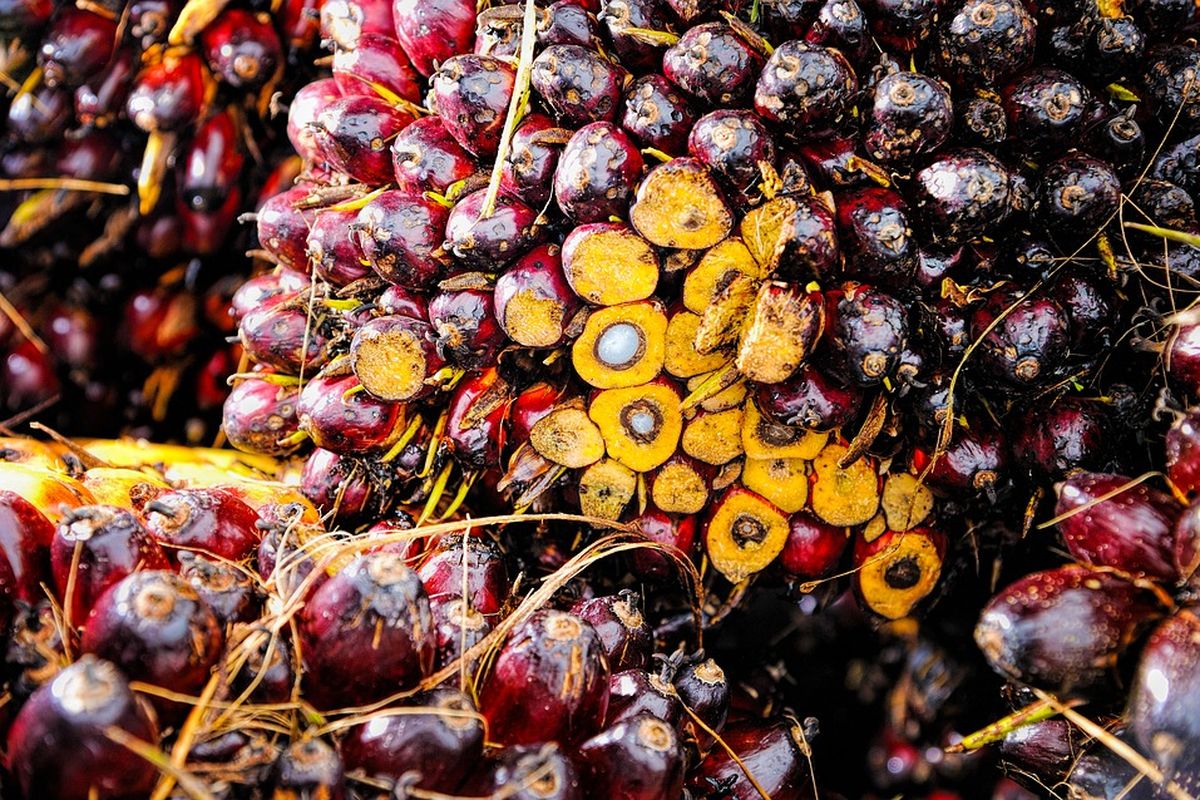 Komoditas adalah sebuah barang atau produk yang dapat diperdagangkan dengan tujuan untuk mendapat keuntungan. 