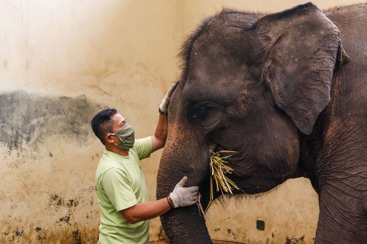 Pawang gajah, Agus merawat induk gajah Nina di Taman Safari Bogor, Sabtu (9/5/2020). Selama penutupan karena adanya Pembatasan Sosial Berskala Besar (PSBB) dampak penyebaran Covid-19, Taman Safari Bogor tetap melakukan pemeliharaan, perawatan kesehatan dan pemberian pakan pada satwa.