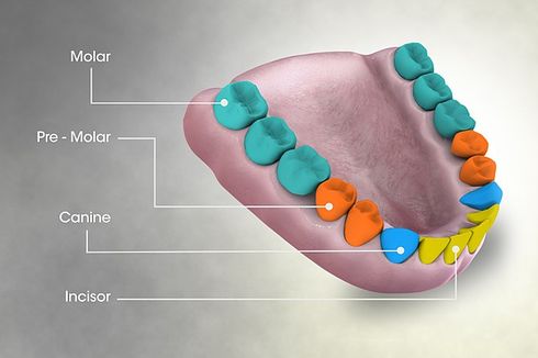 Fungsi Gigi Seri, Gigi Taring, Gigi Premolar, dan Gigi Geraham Manusia