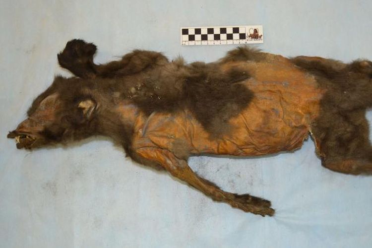 Anak anjing purba yang masih terawetkan dengan baik ditemukan oleh peneliti di situs di Tumat, Siberia.