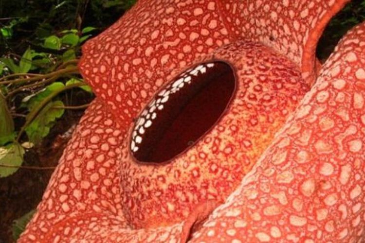 Rafflesia Arnoldi, puspa langka Bengkulu