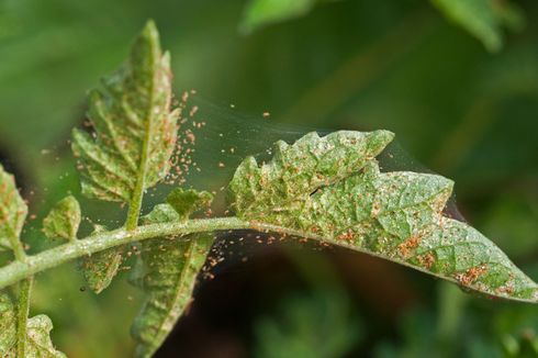 Cara Mengatasi Spider Mite pada Tanaman