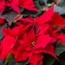 Hindari, Ini 6 Kesalahan Merawat Tanaman Poinsettia