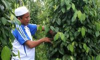 Menata Ulang Masa Depan Petani Lada