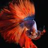 3 Tips Perawatan Agar Warna Ikan Cupang Semakin Cerah