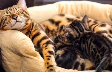 Berapa Lama Induk Kucing Menyusui Anaknya? Ini Penjelasannya ...
