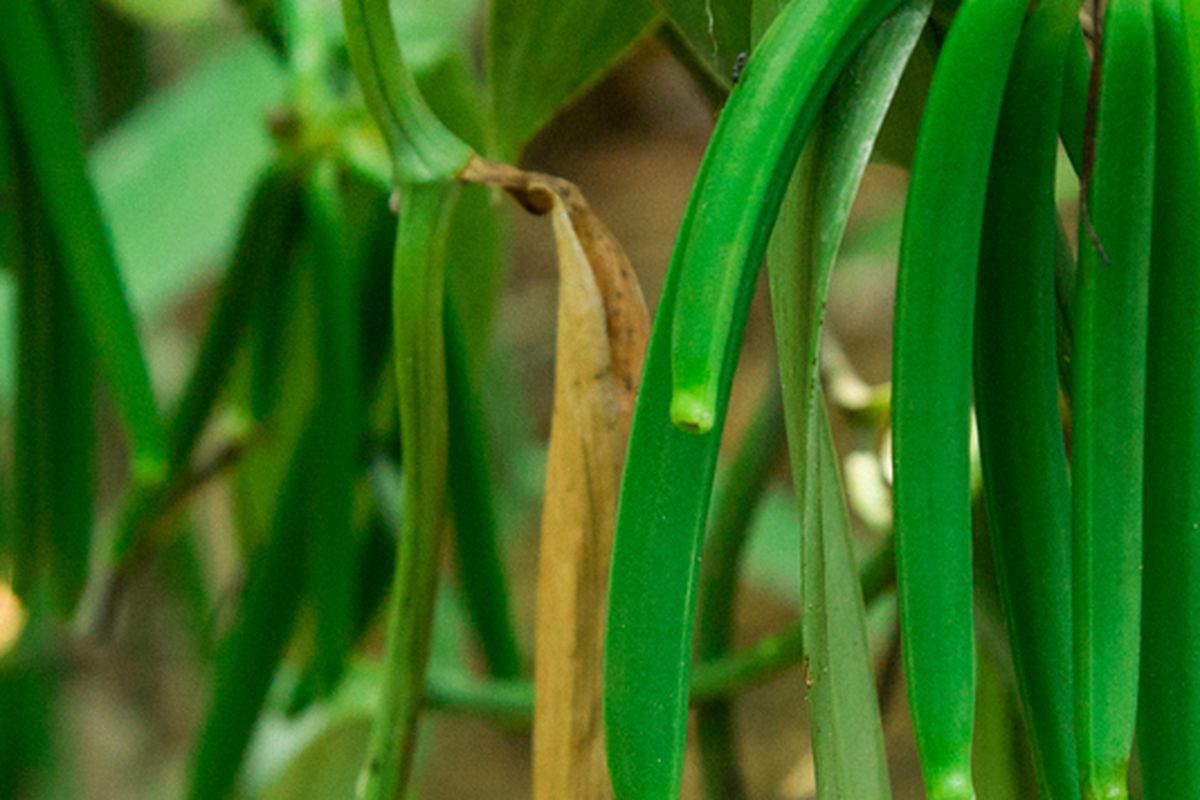 Ilustrasi tanaman vanili, menanam vanili, budidaya vanili. 