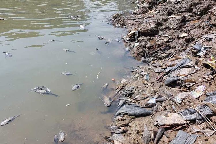 Ribuan ikan di aliran Sungai Cileungsi, Kabupaten Bogor, Jawa Barat, ditemukan mati sejak Kamis (6/4/2023).