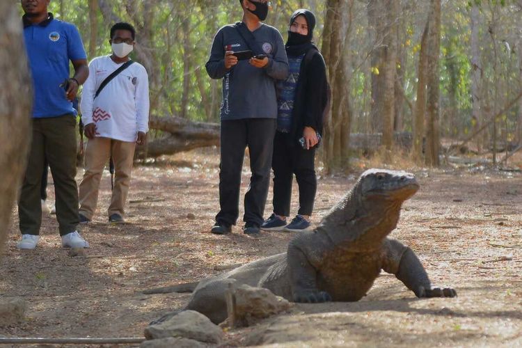 Kementerian Pariwisata dan Ekonomi Kreatif bersama dengan BOPLBF melaksanakan famtrip dengan media di kawasan Taman Nasional Komodo, Labuan Bajo, Manggarai Barat, NTT, Minggu, (13/9/2020). (HANDOUT/BOPLBF)