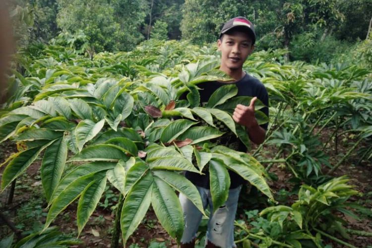 Perbedaan Porang Iles Iles Suweg Dan Walur Dari Ciri Hingga Manfaatnya Halaman All Kompas Com